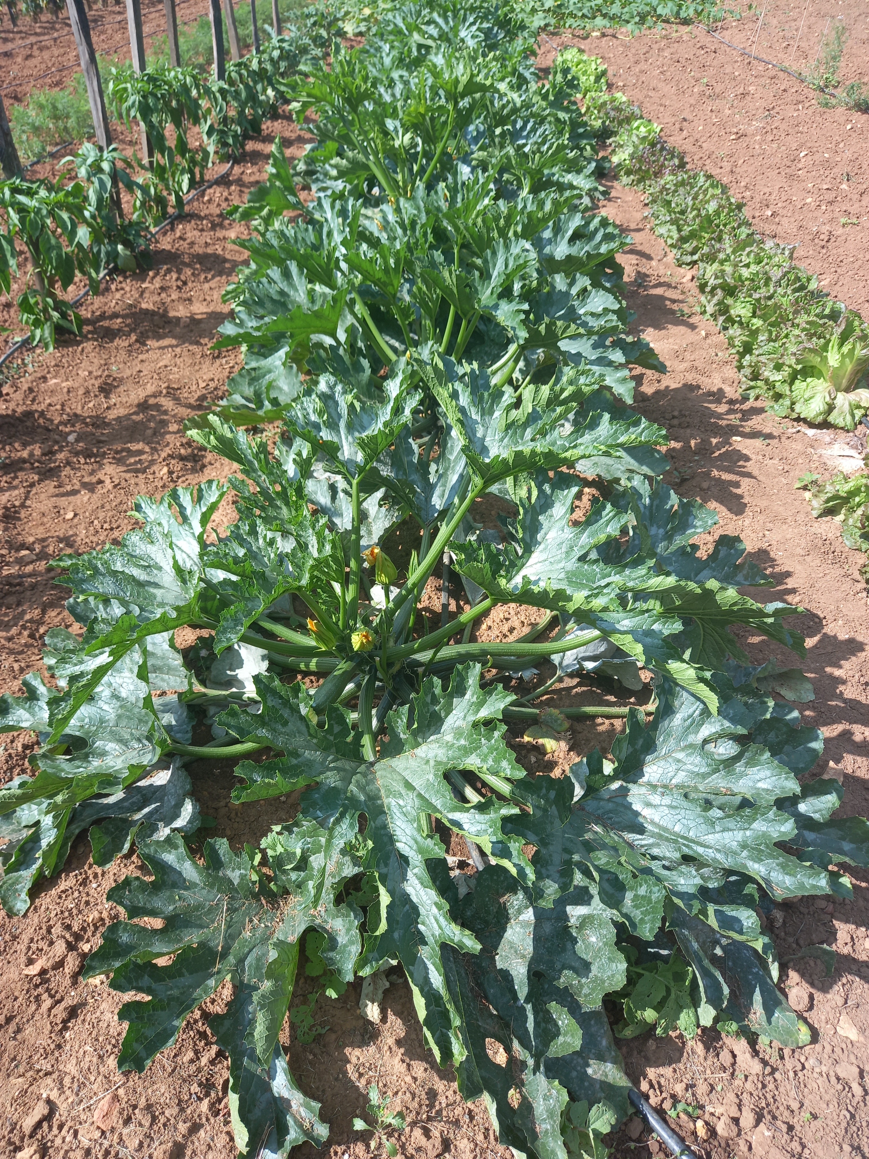 nos courgettes